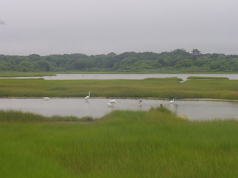 Allens Pond salt marsh
