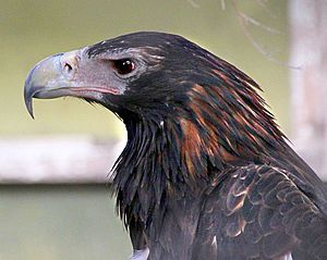 Aquila audax -Symbio Wildlife Park, New South Wales, Australia -head-8a