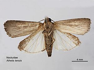 Athetis tenuis ventral