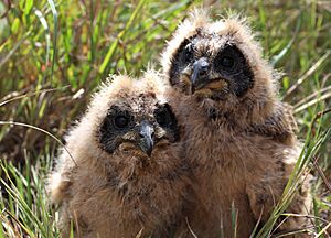 Baby Marsh Owls