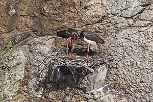 Black storks (Ciconia nigra) on nest