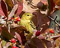 Blackpoll warbler in GWC (24942)