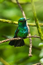 Blue-tailed Emerald - Ecuador S4E0715.jpg