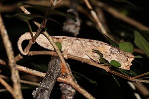 Brookesia brygooi 63390800.jpg