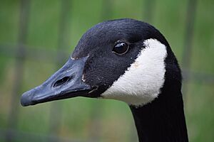 Canada Goose Head Profile
