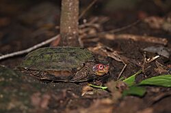 CaneTurtle DSC 4117