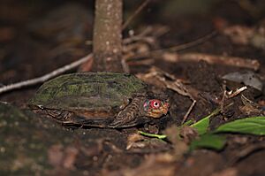 CaneTurtle DSC 4117