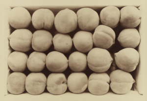 Carleton E. Watkins, Late George Cling Peaches, 1889, Albumen silver print, 32.8 x 50.3 cm, MoMA, 896.2010