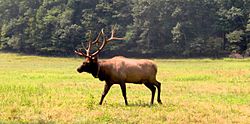 Cataloochee-elk
