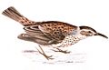 Certhilauda subcoronata 1838, crop