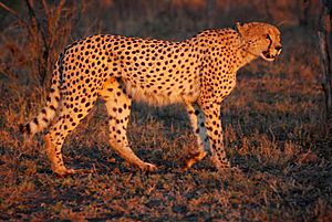Cheetah Umfolozi SouthAfrica MWegmann