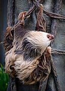 Chloe the Sloth, Como Park Zoo, St. Paul 6-22-23 - Flickr - Sharon Mollerus