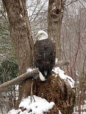 ClevelandZooBaldEagle