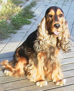 Cocker zibeline