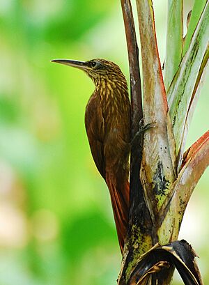 Cocoa Woodcreeper.jpg