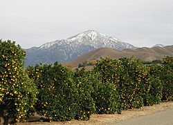 Orange trees at the intersection of Crafton and Citrus Avenues.San Gorgonio Mountain in the distance