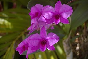 Dendrobium bigibbum 47 Philippine Pde Palm Beach IMGP4301