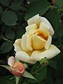 Duchess of Wellington NHRG 1-3-2014