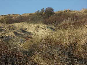 Ecault Dunes