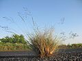 Eragrostis curvula plant21 (6976757346)