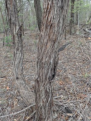 Eucalyptus helidonica bark