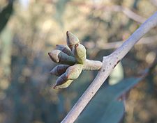Eucalyptus nortonii buds