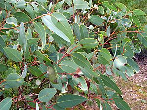 Eucalyptus squamosa leaves