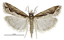 Eudonia steropaea female.jpg