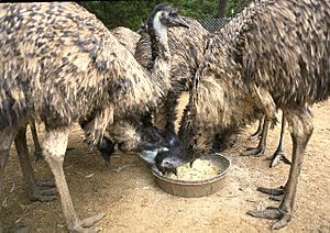 Feeding farmed Emu