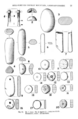 Finds from Caer Seion