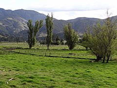 Floresta - Boyaca (6)