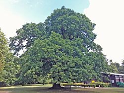 Gilwell Oak