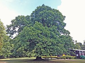 Gilwell Oak (5948293396)