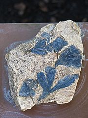 Ginkgo digitata (Jardin des Plantes de Paris) - Fossil
