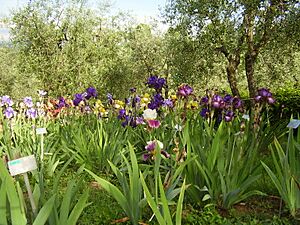 Giradino dell'iris 2