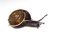 Girdled snail, Hygromia cinctella Hull