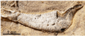 Gogoselachus jaw