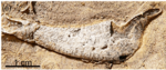 Gogoselachus jaw.png