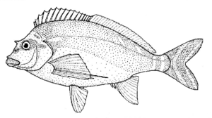 Goniistius fuscus (Red Morwong).gif