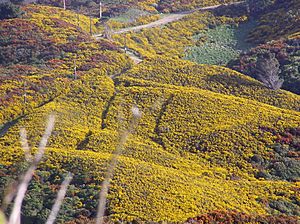 Gorse on farmland, Wellington, NZ