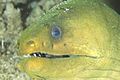 Green Moray Eel, Monito Island, Puerto Rico