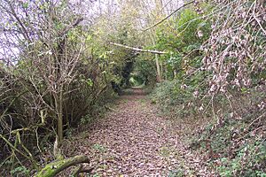Greensand Way in Beechmont Bank near timberworks - geograph.org.uk - 1533350