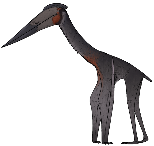 Hatzegopteryx thambema