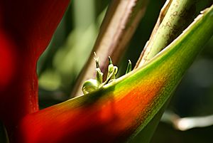 Heliconia bihai flower closeup