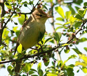 Melodious warbler Facts for Kids