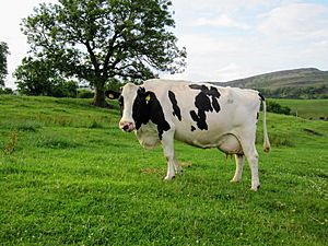 a black-and-white cow