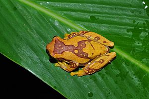 Hourglass treefrog or pantless treefrog (Dendropsophus ebraccatus) (9568539143).jpg