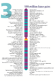 Human chromosome 03 from Gene Gateway - with label