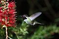 Hummingbird in ggp 7