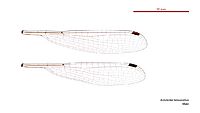 Indolestes tenuissimus male wings (34665051642)